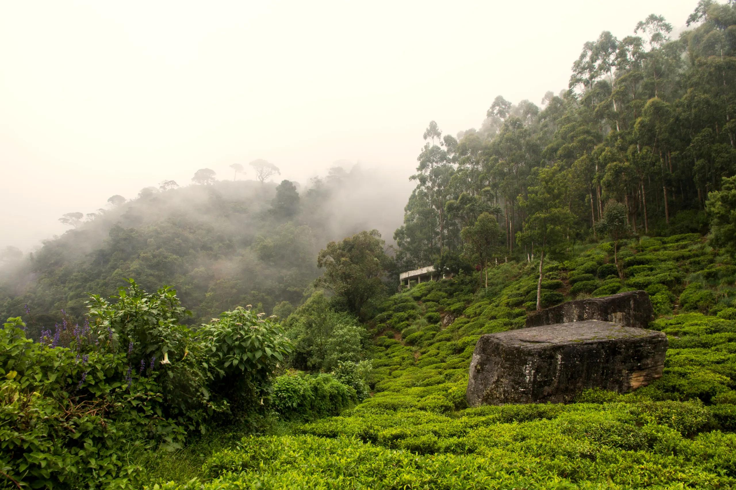 Misty tea hills in the Sri Lankan highlands