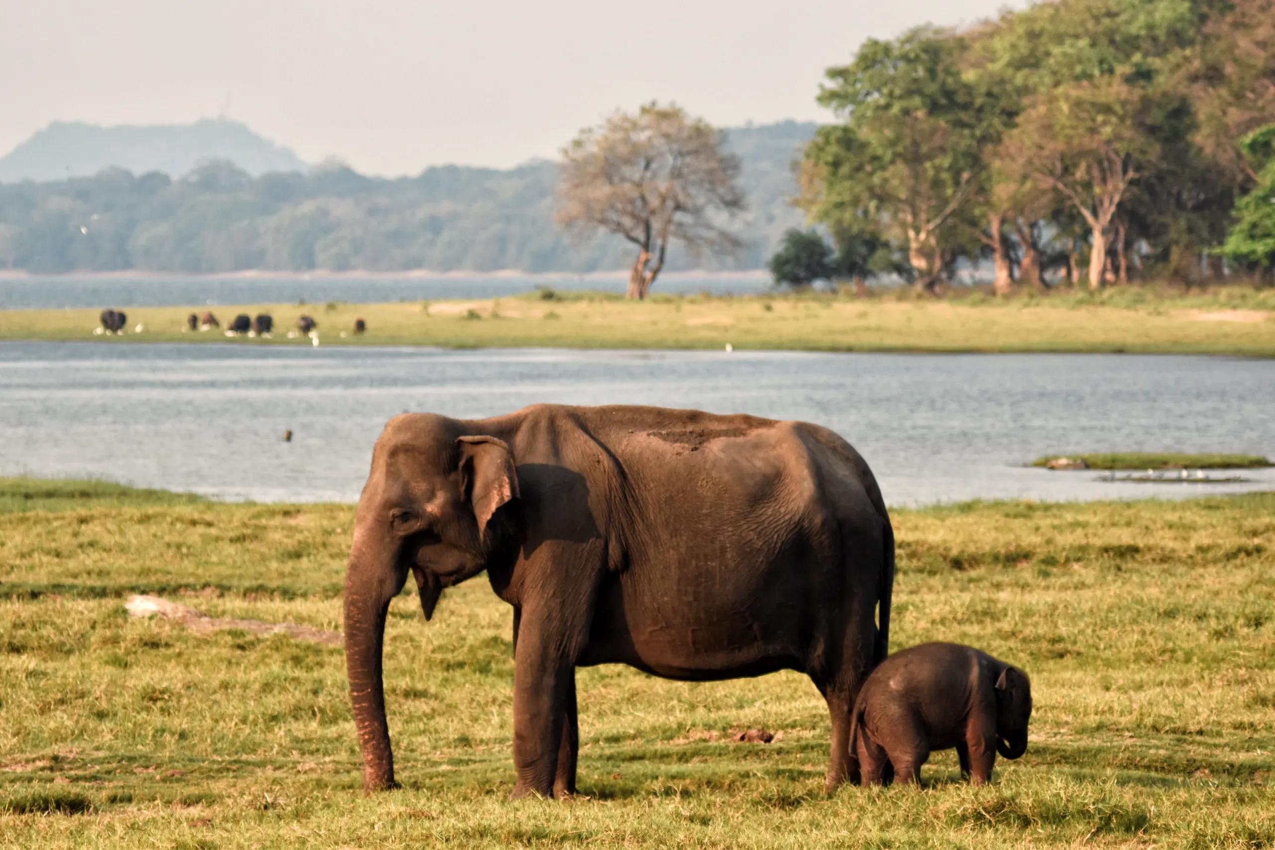 Elephant and calf at Minneriya