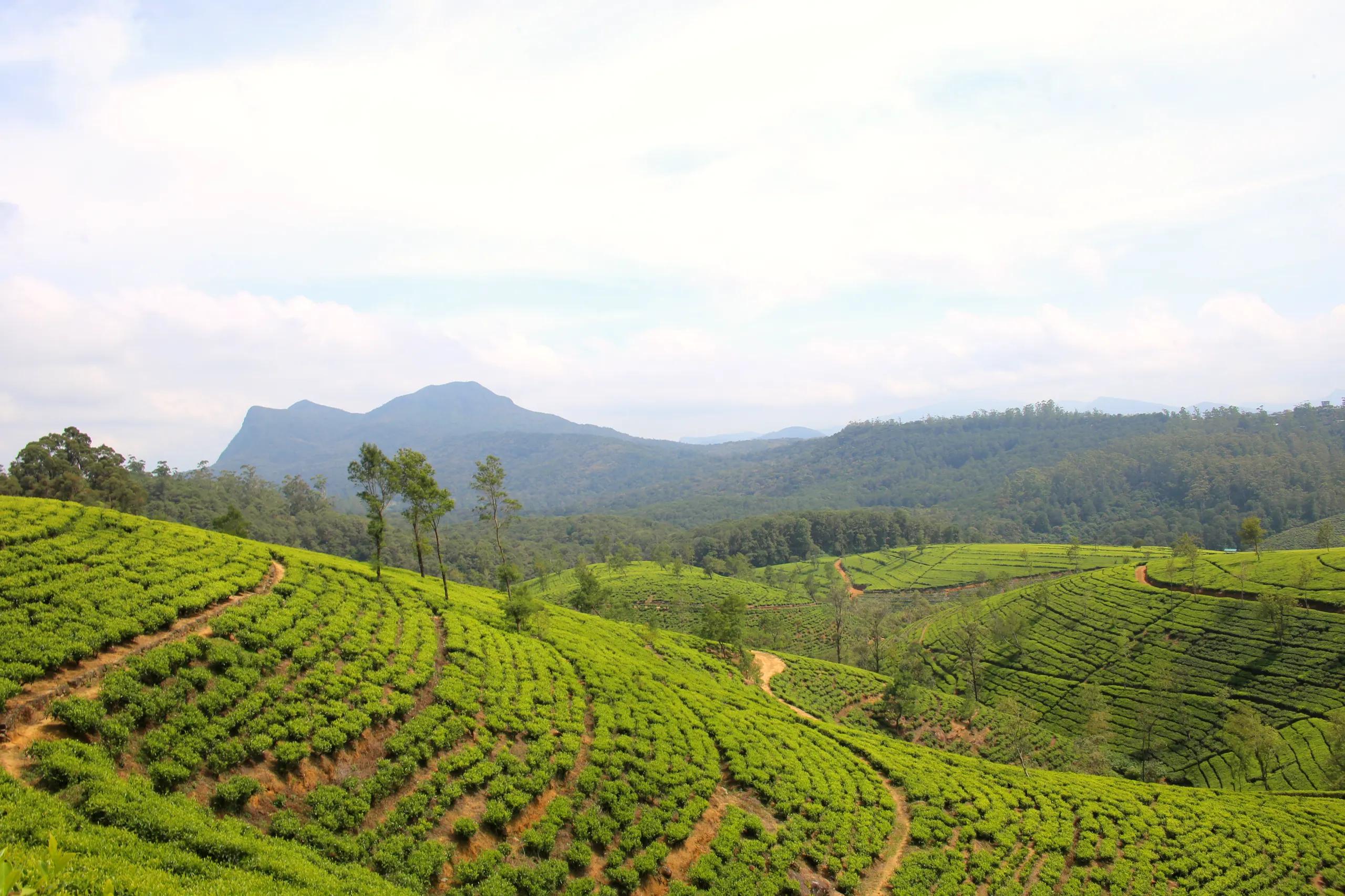 Tea estates in Nuwara Eliya