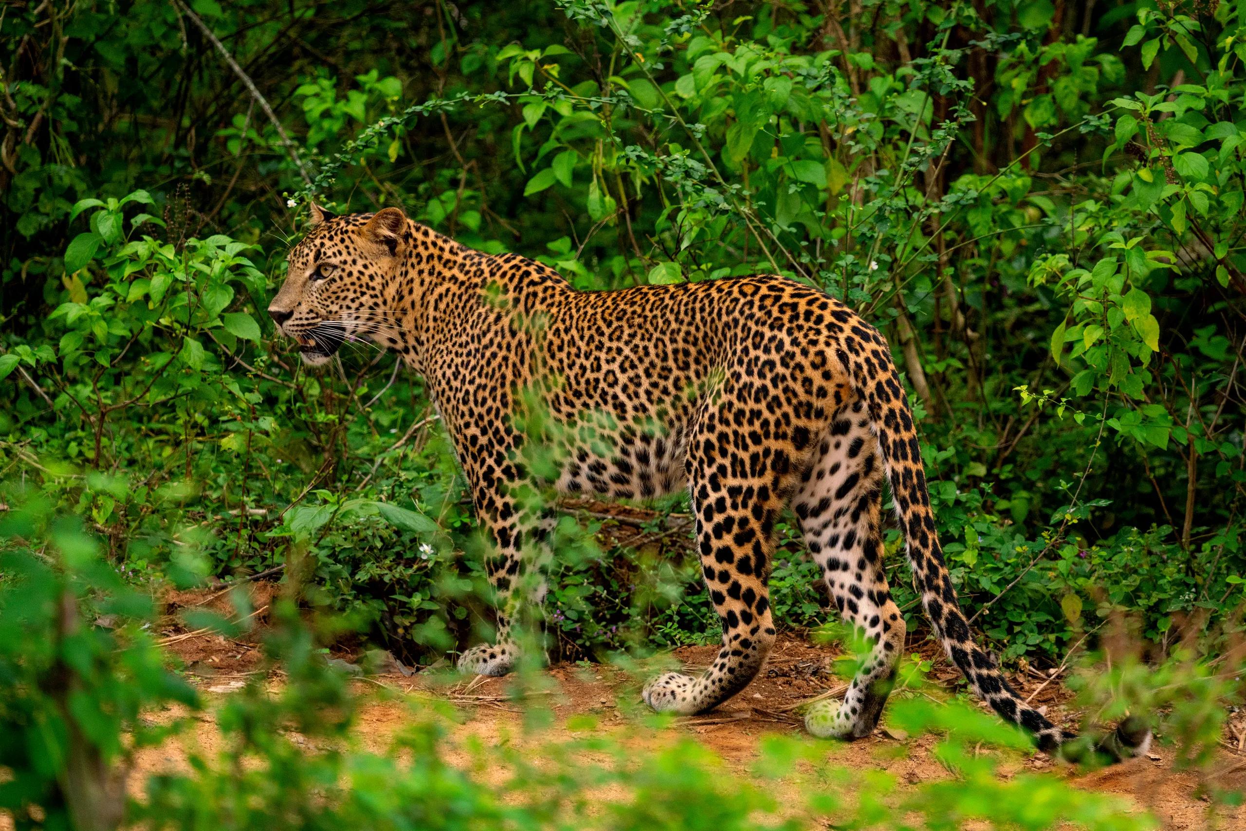 Wild Sri Lanka Safari